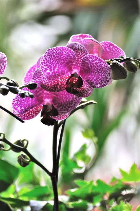 蝴蝶蘭顏色|六大常見蝴蝶蘭品種，蝴蝶蘭種植指南&花語&風水 – 小咩日記